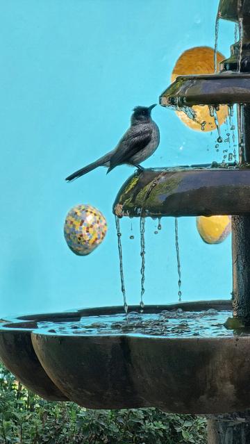 A small, dark bird with a pointed beak perches on the edge of a tiered stone fountain with flowing water against a light blue background.