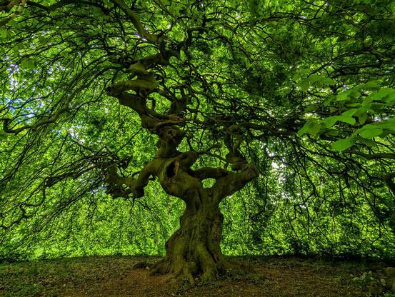 A low-angle shot shows the intricate, twisting branches and vibrant green leaves of a dwarf beech tree. The trunk is thick and gnarled, leading up to a canopy that spreads wide and droops towards the ground, creating a sheltered, almost enclosed space beneath. Sunlight filters through the leaves, illuminating the scene with a soft, dappled light. The ground below the tree is covered in fallen leaves and earth.