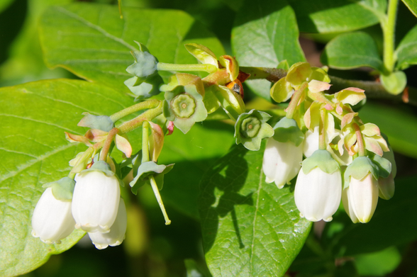 Zweig mit grünen Blättern, weißen glockenförmigen Blüten und winzige grüne Früchte.