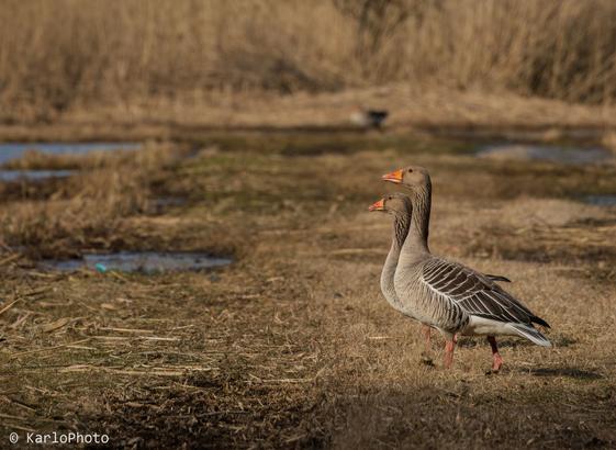 Two geese standing on the ground.