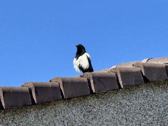 A black and white bird is perched on a roof edge against a clear blue sky.