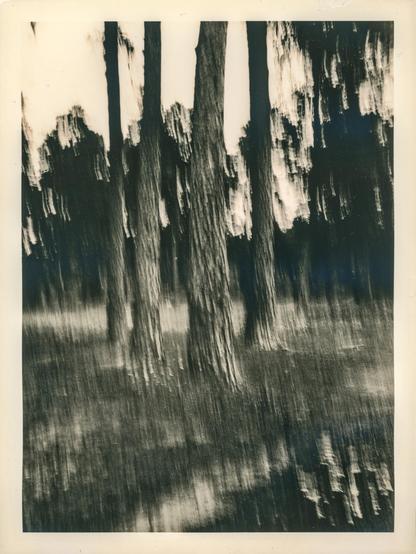 This image is a darkroom print created using the lith print technique, which results in high-contrast tones, gritty textures, and a unique color shift often toward warm brown or peach hues. The photograph itself was taken using the Intentional Camera Movement (ICM) method, which involves deliberately moving the camera during a long exposure. This creates a sense of motion and abstraction.

In the image, several tall trees dominate the composition, appearing distorted and ghostly due to the motion blur. The vertical streaks emphasize the movement, creating a painterly, dreamlike atmosphere. The background is filled with more trees and foliage, but the details are obscured by the blur. The ground shows a similar directional blur, enhancing the dynamic, almost surreal quality of the scene.