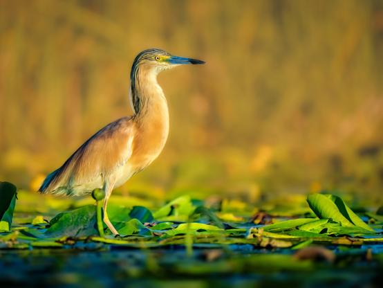𝗣𝗶𝗰𝘁𝘂𝗿𝗲 𝗗𝗲𝘀𝗰𝗿𝗶𝗽𝘁𝗶𝗼𝗻 (𝗘𝗻𝗴): A landscape photograph showing a squacco heron on the surface of a marsh covered in water lilies. The golden light characteristic of a summer sunset shines.

𝗗𝗲𝘀𝗰𝗿𝗶𝗽𝗰𝗶𝗼́𝗻 (𝗘𝘀𝗽): Fotografía apaisada que muestra una garcilla cangrejera en la superficie de un humedal cubierto de nenúfares. Brilla una luz dorada característica de un atardecer veraniego.