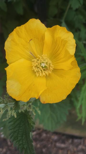 Bright, yellow, four petalled flower