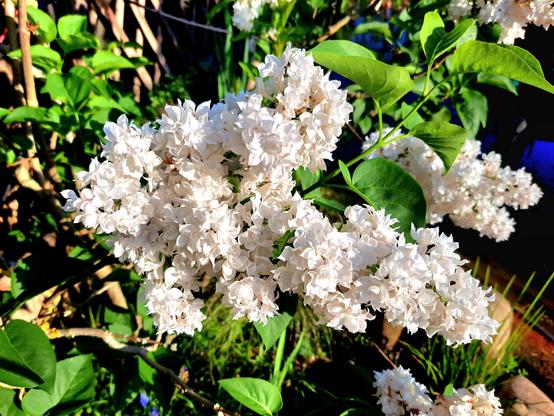 Weiße Fliederblüte