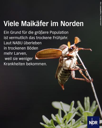 Foto: Nahaufnahme eines Maikäfers
Text: Viele Maikäfer im Norden
Ein Grund für die größere Population ist vermutlich das trockene Frühjahr. Laut NABU überleben in trockenen Böden mehr Larven, weil sie weniger Krankheiten bekommen.