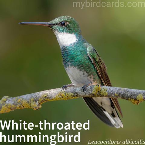 🌎 White-throated hummingbird (Leucochloris albicollis) 

The white-throated hummingbird is a distinctive medium-sized hummingbird, 10-11.5 cm long, with both sexes displaying mossy golden-green upperparts and a striking bold white throat and belly. The bill is straight, medium-length, with a blackish upper mandible and a red lower mandible tipped with black. This species is distributed across eastern Paraguay, southeastern Brazil, Uruguay, and northeastern Argentina, inhabiting semi-open to open areas like forest edges, marshes, scrublands, parks, and gardens, generally below 1000m elevation. White-throated hummingbirds primarily forage for nectar from a wide variety of native and introduced flowering plants, often visiting feeders. They are mostly sedentary, though some local dispersal occurs. Their breeding season is from October to March, building a cup nest on horizontal branches. They are generally common and adaptable to human-modified habitats. No subspecies are recognised.

Conservation status: Least Concern (IUCN 3.1)

📷: Photo by Beto_MdP via Pixabay https://pixabay.com/photos/hummingbird-bird-ornithology-avian-8642179/

XFYL
