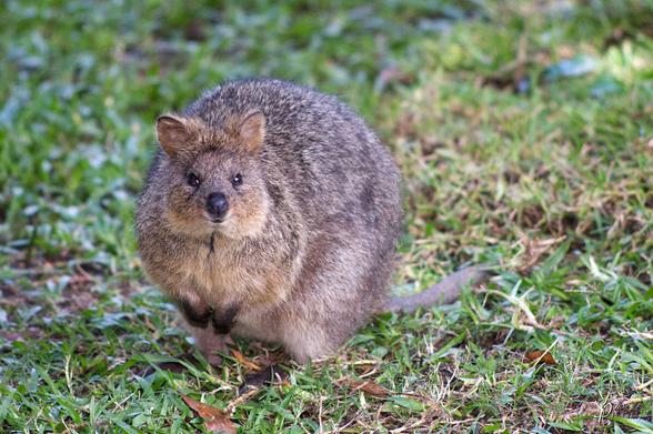 Quokka -Setonix brachyurus

The Quokka, Setonix brachyurus, was described by early Dutch explorer, Willem de Vlamingh, 'as a kind of rat as big as a common cat'. His first sighting of the Quokka was on an island off the mouth of the Swan River. He named the island Rottenest ('rat nest') in honour of this sighting. The island is now known as Rottnest Island.

Essentially, the Quokka looks very much like other wallabies. It has short, very coarse and thick grey-brown fur over most of the body, with lighter parts underneath. Its facial features consist of a naked nose on a short, broad face with rounded furry ears. The tail is relatively short and mostly devoid of hair. In contrast, the hair on the feet extends to cover its claws. (Text Source: The Australian Museum)