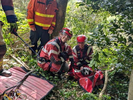Firefighters rescue Daisy the Dog trapped on a steep cliff edge at Rosehill Quarry in Swansea