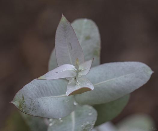 A young gum tree sprouts waxy white-green new leaves at it's tip, each leaf in the young plant wrapping around the stem to appear as one structure.  Forest floor blurry background in dark brown tones.