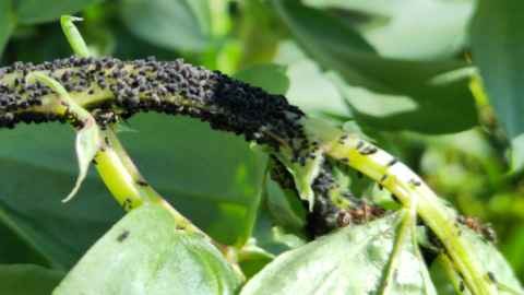 Rameau vert de fèves courbé arborant de nombreux pucerons gris foncé sur la tige. Deux fourmis rousses sont identifiables.