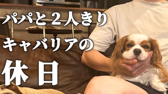 キャバリア犬のせっかくの休日なのに大好きなママがいない１日(13:00〜22:00)【犬vlog】