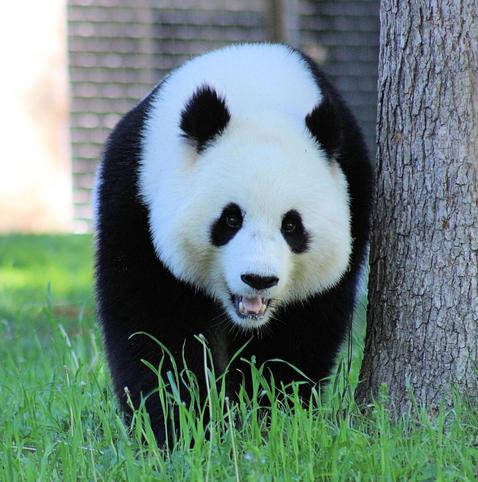 Giant panda Qing Bao is standing in the grass next to a tree with a big smile on her face. He mouth is open and her tongue is out slightly.