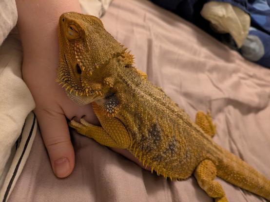 Bearded dragon resting on a bed, partially on my hand. Her front legs are holding on to my hand tight.
