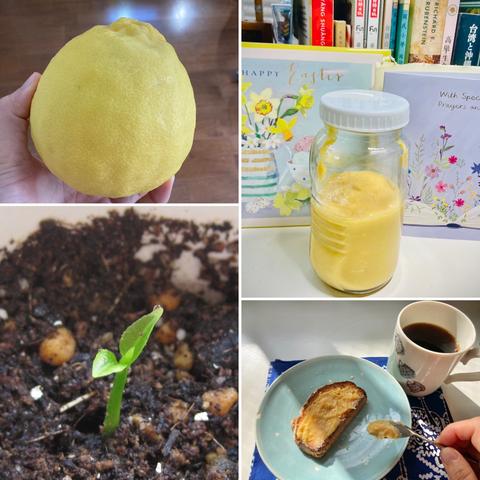 A collage of four images. Top left: A large lemon in my hand (almost twice ~ three times as large as the usual-sized ones). Top right: A jar of lemon curd sitting on a table. Bottom right: A slice of small bread with some lemon curd on top, a mug of coffee beside. Bottom left: A close-up shot of a tiny lemon seedling.
