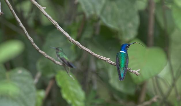 A hummingbird with an extremely long arched bill sits on a branch. A short distance away sits a female. On closer inspection, this handsome blue-headed, white-naped green hummingbirb actually possesses a moderately long bill for a hummer-- it appears double in length because he's sticking out his equally long tongue. This is a male (or presenting as male, since 10% of the adults who look like this are female) White-necked Jacobin. Photo by Peachfront. Canopy Tower, Panama. April 2025.