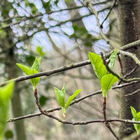 Das Bild zeigt eine Nahaufnahme von Ästen eines Baumes, die sich in einem Wald befinden. Die Äste sind dünn und braun, und auf ihnen wachsen frische, leuchtend grüne Blätter, die sich gerade entwickeln. Die Blätter sind jung und haben eine glatte, glänzende Oberfläche, was auf ihre Frische hinweist. Im Hintergrund sind weitere Äste und ein verschwommener Wald zu sehen, der durch das Licht des Tages beleuchtet wird. Die Blätter im Vordergrund sind scharf und gut definiert, während der Hintergrund leicht verschwommen ist, was die Blätter im Vordergrund hervorhebt. Die Szene vermittelt ein Gefühl von Frühling und Neubeginn.