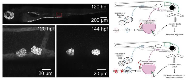 Top Left: cdh16 is expressed in the corpuscles of Stannius (CS) during embryonic and larval development. At 120 hpf, cdh16 is expressed in the corpuscles of Stannius (red box). Background signal is observed elsewhere, including in the eyes and head. Bottom left: cdh16 signal is present in the CS and kidney from 48 hpf to 120 hpf, but by 144 hpf cdh16 signal is present in the CS but is no longer detectable in the kidney. Top right: Proposed model. In wild type animals, Cdh16 suppresses stc1l expression in the corpuscles of Stannius. This limits the ability of Stc1l to suppress the function of Papp-aa, allowing for some proliferation and function of ionocytes. As a result, Ca2+ is taken up from the environment and normal acoustic startle thresholds are maintained. Bottom right: In cdh16 mutant animals, suppression of stc1l expression is relieved and stc1l is overexpressed. This results in hyper-inhibition of Papp-aa. As a result, Ca2+ uptake is severely limited, animals are hypocalcemic, and acoustic response thresholds are lowered.