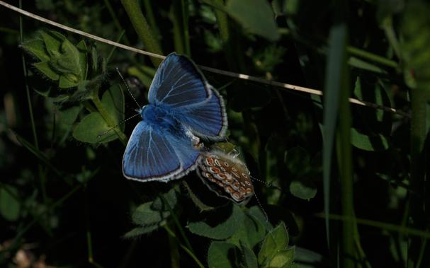 Two mating common blues (Polyommatus icarus).