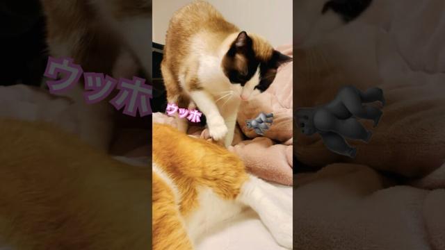 ウッホ！  #shorts #cat #猫のいる暮らし #でぶねこ