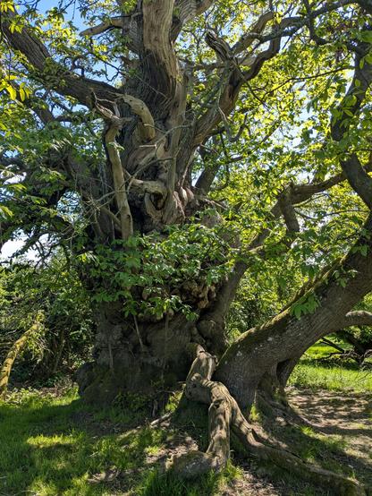 Spreading trunk and branches of an ancient sweet chestnut tree coming into fresh, new leaf.
One giant trunk is vertical, other thinner branches off to the sides are as wide as fully grown tree trunks.