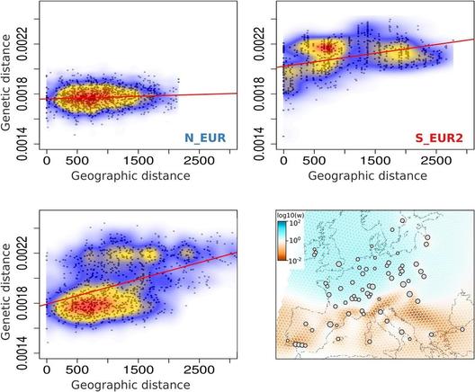 Spatial population structure of wheat powdery mildew in Europe. Isolation-by-distance in the Europe+_2022_2023 samples belonging to the N_EUR population (top left), S_EUR2 population (top right), and the complete Europe+_2022_2023 dataset (bottom left). Genetic distance is the number SNPs between a pair of individuals, scaled by the total number of loci compared. Geographic distance is measured between sampling locations of pairs of individuals, in kilometers. The colors represent the density of the data points, with warmer colors corresponding to higher density. 1,000 randomly sampled data points for each dataset are plotted in black. Bottom right: Effective migration surfaces estimated using FEEMS for the Europe+_2022_2023 dataset. The colors indicate the inferred relative intensity of gene flow along each edge of the spatial graph. Orange corresponds to lower-than-average effective migration and blue, higher-than-average. The grey circles show the nodes of the spatial grid the samples were assigned to, based on their sampling locations. The size of the node is proportional to the number of samples assigned.