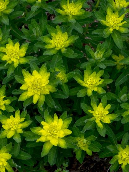 Vertical photo of an abstract pattern of flowers and leaves, made up of vivid yellow blooms against equally intensely green leaves.