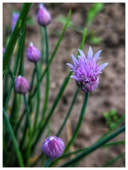 A close-up shows several chive (Allium schoenoprasum) flower heads in various stages of opening. One flower is fully open, revealing delicate, star-shaped, light purple petals. Several other flower heads are still closed buds, showing a darker purple hue with hints of white. Slender, green, cylindrical chive leaves rise around the flowers. The background is a blurred mix of brown soil and some out-of-focus greenery.