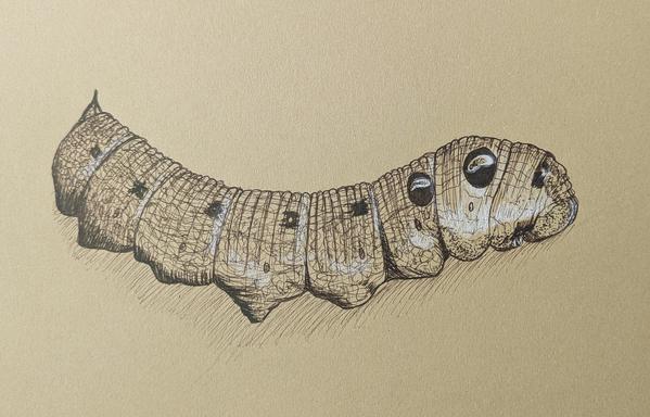 A drawing of a caterpillar in brown and white ink on sand coloured paper. The caterpillar is chubby, with wrinkly skin that looks like of like elephant skin. The front three segments of its body each have a pair of round, black and white markings, which look very similar to large black insect eyes.