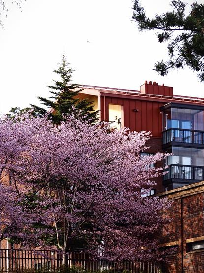 A blooming cherry blossom tree in the foreground with pink flowers, next to a modern building with a red roof and balconies. The scene captures a contrast of nature and urban architecture.