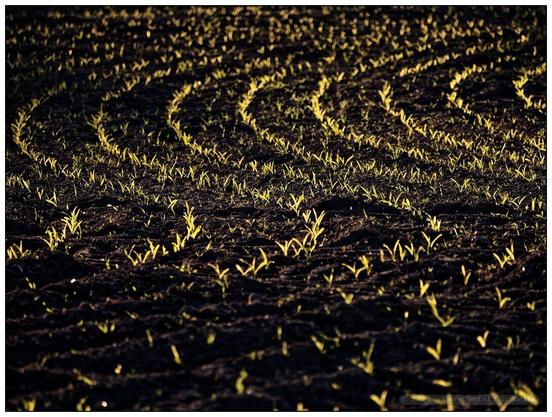 alle Fotos: Feld mit jungen, grünen Maispflanzen, die in Reihen aus dunkler, in den Schatten fast schgwarzer Erde wachsen und im Gegenlicht der tiefstehenden Abendsonne hellgrün aufleuchten.