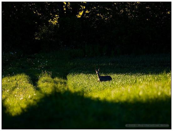 Ein Reh steht in Richtung Kamera sichernd auf einer von der tiefstehenden Abendsonne beschienenen frischgrünen Wiese am Waldrand mit dunklem Hintergrund.