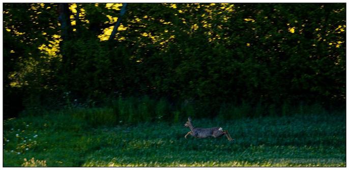 Ein Reh läuft flüchtig von rechts nach links mit allen vier Läufen in der Luft weit ausgreifend über eine frisch-grünen Wiese vor dichtem Wald mit Sonnenlicht im Hintergrund.