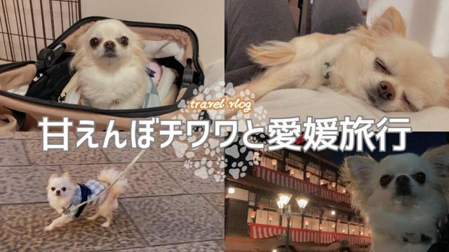 チワワと旅行｜愛媛のわんちゃんOKな旅館が最高すぎましたvlog