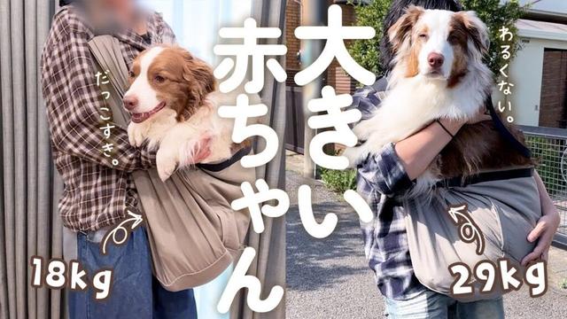 抱っこスリングに入ると赤ちゃんに戻っちゃう大きい犬達が可愛すぎる😂❤【ボーダーコリー・オーストラリアンシェパード】