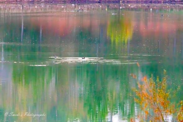 Reflections of Autumn

"This image captures a peaceful lakeside scene with striking reflections of autumn-colored trees in the water. The foliage displays a rich blend of green, yellow, and red hues, creating a vibrant natural mirror effect. A few birds glide across the lake, adding a sense of serenity to the moment. The composition is tranquil and visually stunning, evoking the calm beauty of nature. The image is signed "© Swede's Photographs" in the bottom left corner." Copilot