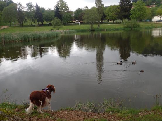 Iris de la Loupette en pleine observation éthologique de canards