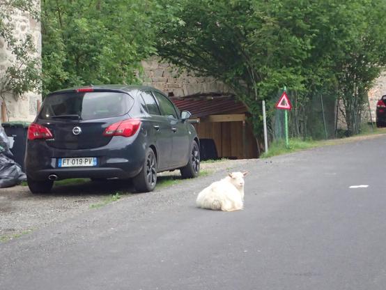 Une chèvre installée pour la sieste au milieu d'une petite route.