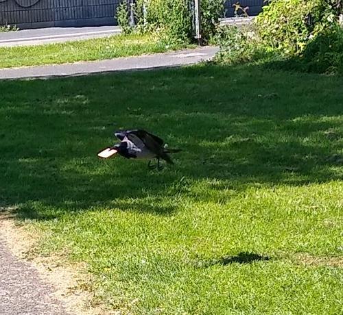 a cracker laden crow takes off with their prize to a quiet spot where a seagull won't swoop on them.