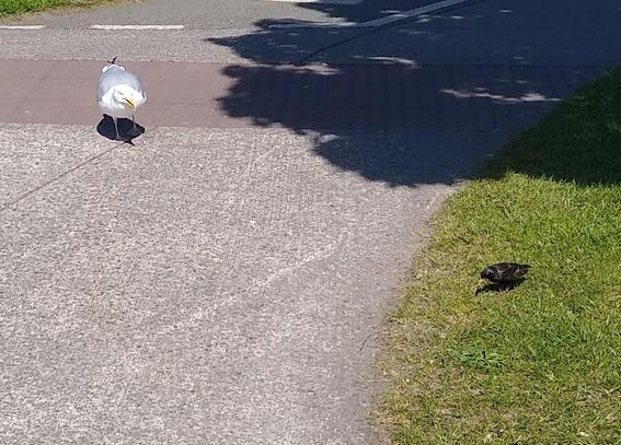 a gull and starling take care of dropped food.