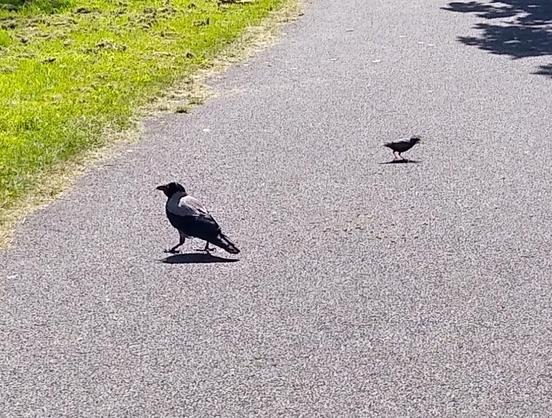 a crow and starling deal with dropped food.