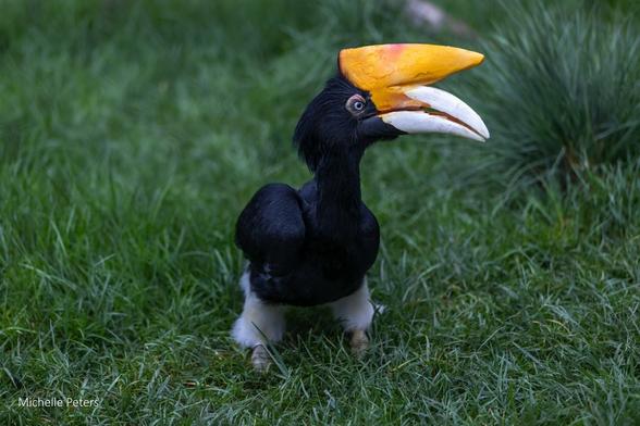 Azure Generated Description:
a black bird with a yellow hat (32.49% confidence)
---------------
Azure Generated Tags:
animal (99.98% confidence)
bird (99.82% confidence)
grass (99.33% confidence)
hornbill (98.80% confidence)
outdoor (97.99% confidence)
beak (96.25% confidence)
wildlife (92.01% confidence)
plant (90.10% confidence)
feather (88.58% confidence)
toucan (87.34% confidence)
standing (61.41% confidence)