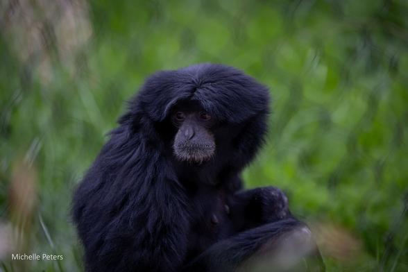 Azure Generated Description:
a black monkey with a long tail (28.98% confidence)
---------------
Azure Generated Tags:
animal (99.99% confidence)
mammal (99.97% confidence)
primate (99.42% confidence)
outdoor (97.28% confidence)
monkey (94.55% confidence)
terrestrial animal (93.74% confidence)
fur (93.38% confidence)
new world monkey (91.55% confidence)
old world monkey (91.54% confidence)
ape (91.48% confidence)
grass (91.24% confidence)
wildlife (88.44% confidence)
great ape (87.72% confidence)
macaque (87.53% confidence)
simian (87.47% confidence)
chimpanzee (86.67% confidence)
common chimpanzee (86.13% confidence)
black (76.68% confidence)