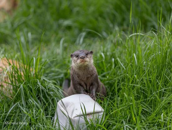 Azure Generated Description:
a small animal in the grass (46.14% confidence)
---------------
Azure Generated Tags:
grass (99.89% confidence)
mammal (98.75% confidence)
outdoor (98.73% confidence)
animal (98.58% confidence)
mustelinae (93.20% confidence)
otter (92.22% confidence)
mustelidae (90.23% confidence)
field (82.56% confidence)
wildlife (53.32% confidence)