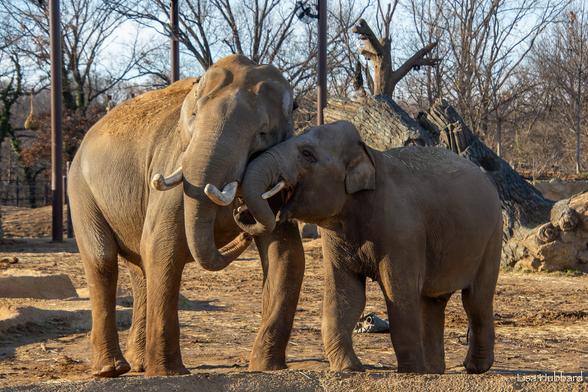 Azure Generated Description:
elephants playing with each other (54.61% confidence)
---------------
Azure Generated Tags:
animal (100.00% confidence)
mammal (99.99% confidence)
outdoor (99.88% confidence)
elephant (99.76% confidence)
terrestrial animal (97.69% confidence)
wildlife (96.83% confidence)
elephants and mammoths (96.39% confidence)
asian elephant (95.72% confidence)
indian elephant (95.55% confidence)
tree (95.54% confidence)
ground (95.47% confidence)
safari (93.99% confidence)
african elephant (93.42% confidence)
tusk (93.34% confidence)
sky (87.80% confidence)
standing (73.12% confidence)