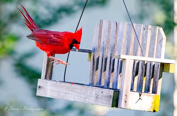 Swinging into Breakfast

"This image captures a striking northern cardinal (Cardinalis cardinalis) in mid-air, its brilliant red plumage contrasting against the soft tones of the wooden bird feeder below. The cardinal’s wings are slightly spread, showcasing a delicate blur of movement as it prepares to land. Its sharp black mask and orange beak are pointed forward, creating a sense of focus and intent.

The feeder itself is charmingly shaped like a miniature porch swing, suspended by sturdy cables that add to its rustic appeal. The wood’s natural grain and warm tones complement the earthy backdrop, giving the scene a cozy, welcoming feel. Light filters softly through the surrounding trees, casting gentle shadows and enhancing the cardinal’s vibrant color.

This moment, frozen in time, embodies grace and anticipation—the cardinal hovering for just an instant before settling onto the feeder, a familiar ritual of nature. The photographer’s credit, “© Swede's Photographs,” is visible in the bottom left corner." - Copilot