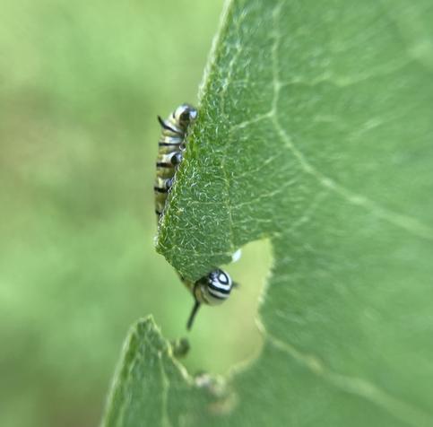 Monarch caterpillar, which has stripes in yellow, black, and white, is upside down at the edge of a rich green leaf of milkweed. It’s eating the leaf, as you can see by the hole in the side of the leaf. The head of the caterpillar, with two tiny antennae, is peaking through the hole.