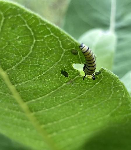 Same caterpillar and leaf viewed from below, which makes the yellow-black-white stripe pattern easier to admire. The pattern of veins in the leaf are also clearly visible.