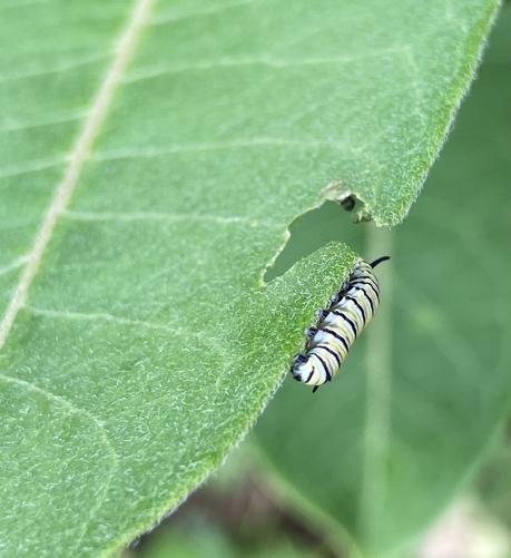 One more view, from the back of the caterpillar, which shows the two little black antenna-like appendages at the back segments. They make it hard to tell, at first glance, which end of the caterpillar is front and which is back.