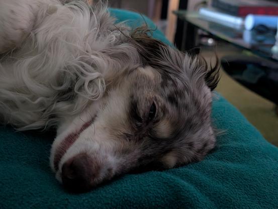 A miniature dachshund relaxing and enjoying the good life.